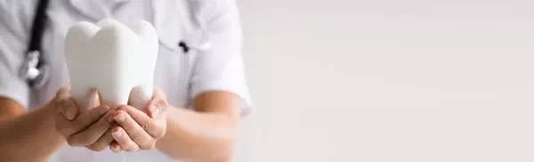 歯の模型を持つイメージ画像